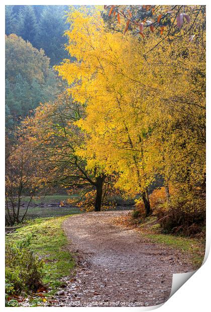 Late  Autumn Colours No. 2 Print by David Tinsley