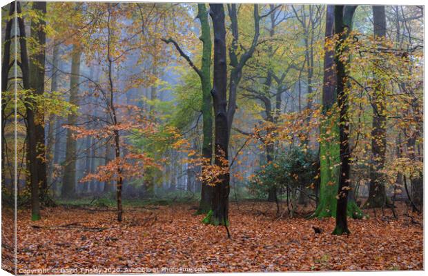 Misty Autumn Woodland No. 6 Canvas Print by David Tinsley
