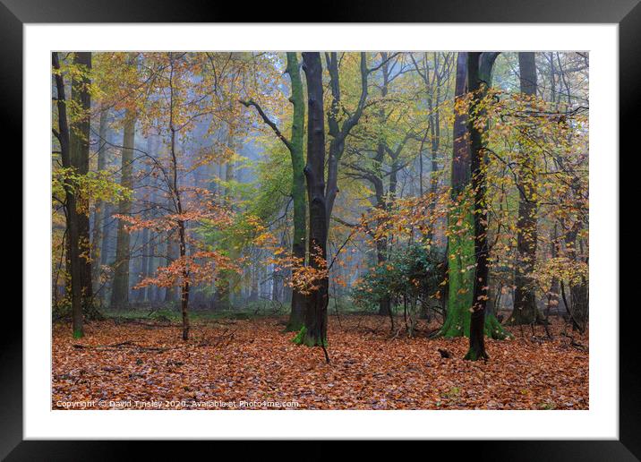 Misty Autumn Woodland No. 6 Framed Mounted Print by David Tinsley