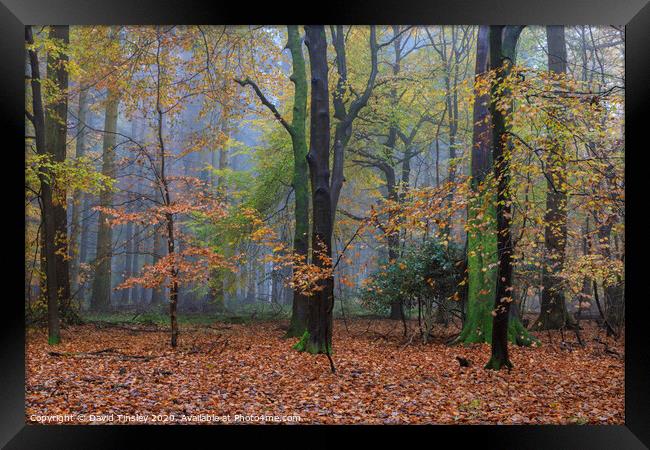 Misty Autumn Woodland No. 6 Framed Print by David Tinsley