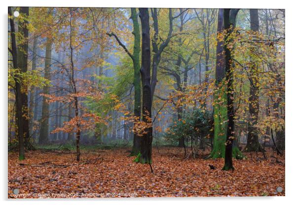 Misty Autumn Woodland No. 6 Acrylic by David Tinsley