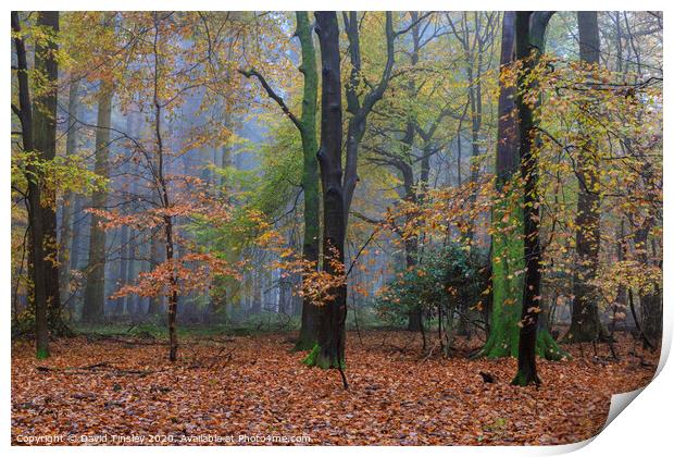 Misty Autumn Woodland No. 6 Print by David Tinsley