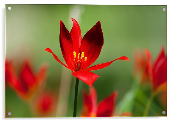 Tulipa Spengeri Acrylic by Keith Thorburn EFIAP/b