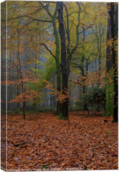 Misty Autumn Woodland No.5 Canvas Print by David Tinsley