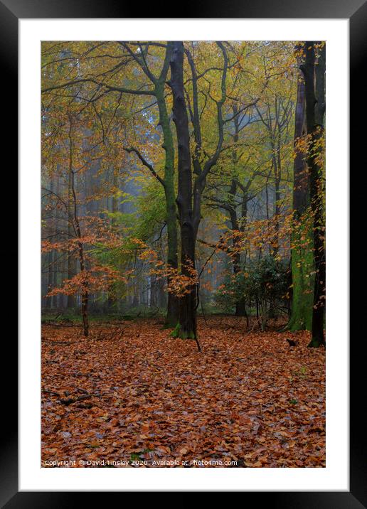 Misty Autumn Woodland No.5 Framed Mounted Print by David Tinsley