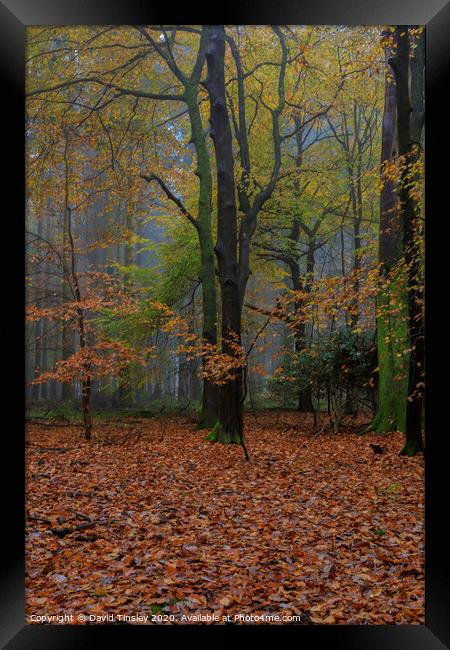 Misty Autumn Woodland No.5 Framed Print by David Tinsley