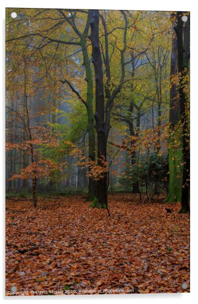 Misty Autumn Woodland No.5 Acrylic by David Tinsley