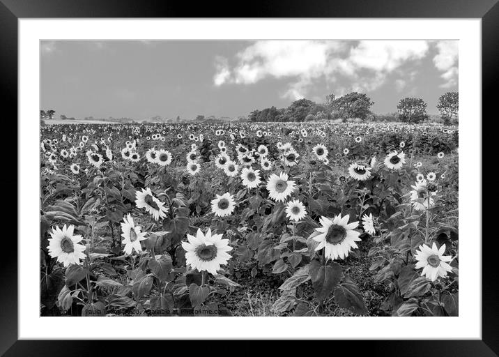 Stunning sunflower field in classic black and white Framed Mounted Print by Paula Tracy