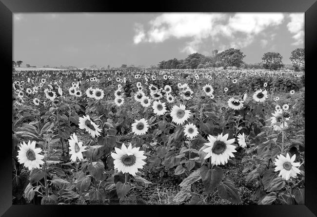 Stunning sunflower field in classic black and white Framed Print by Paula Tracy