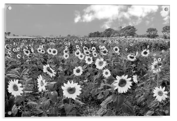 Stunning sunflower field in classic black and white Acrylic by Paula Tracy