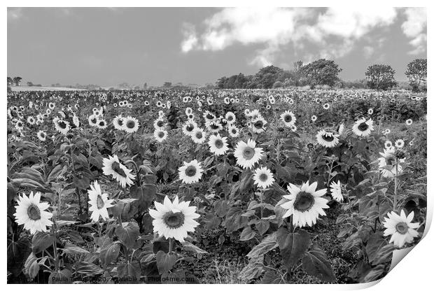 Stunning sunflower field in classic black and white Print by Paula Tracy