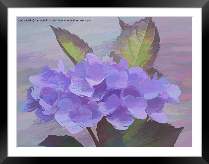 Purple Hydrangea Framed Mounted Print by Lynn Bolt