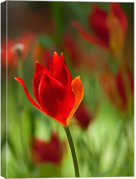 Tulipa Spengeri Canvas Print by Keith Thorburn EFIAP/b