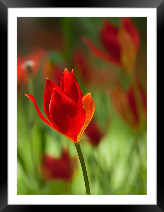 Tulipa Spengeri Framed Mounted Print by Keith Thorburn EFIAP/b
