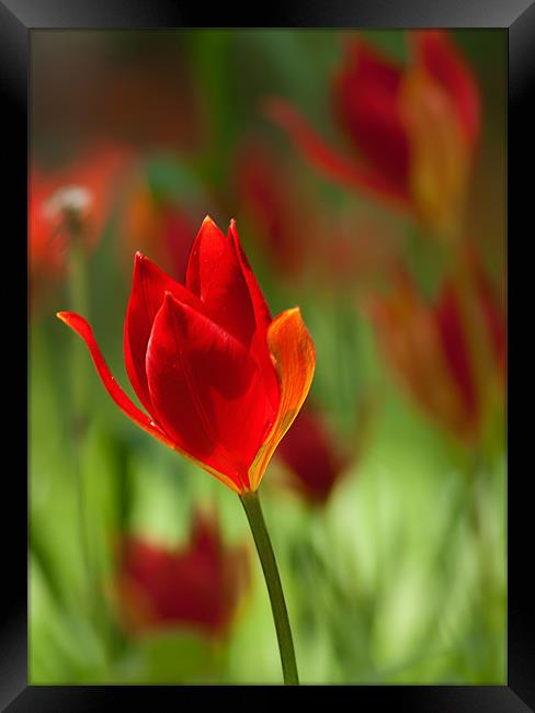 Tulipa Spengeri Framed Print by Keith Thorburn EFIAP/b