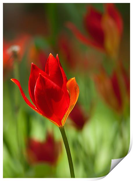 Tulipa Spengeri Print by Keith Thorburn EFIAP/b