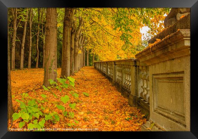 a colorful autumnal underwood in a park Framed Print by susanna mattioda