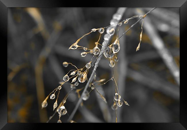 Plant, Wavy Hair grass, Seed heads, raindrops Framed Print by Hugh McKean