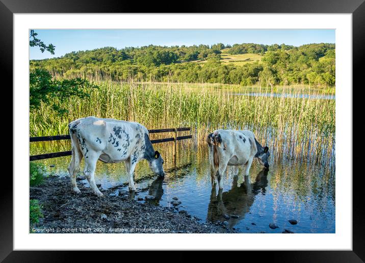 Cattle drinking at Esthwaite Water Framed Mounted Print by Robert Thrift