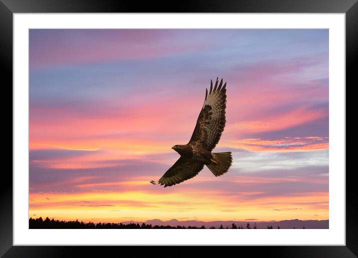 Buzzard flying in a beautiful sunset. Framed Mounted Print by Tommy Dickson