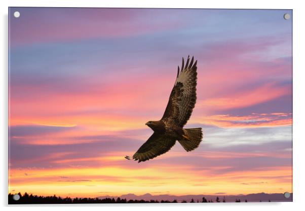 Buzzard flying in a beautiful sunset. Acrylic by Tommy Dickson