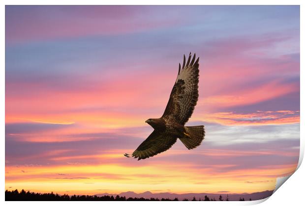 Buzzard flying in a beautiful sunset. Print by Tommy Dickson