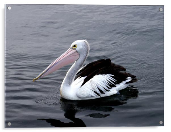 Australian pelican Acrylic by Martin Smith