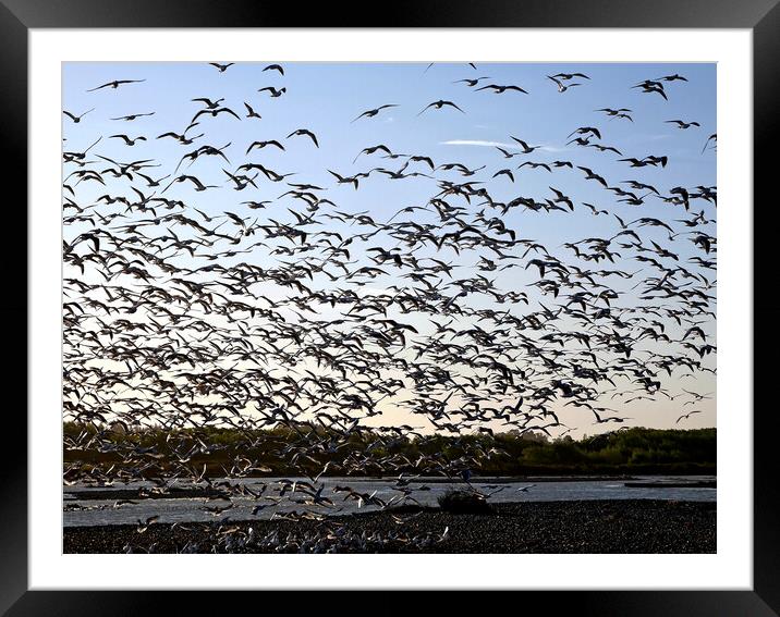 Seabirds takeoff Framed Mounted Print by Martin Smith
