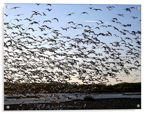 Seabirds takeoff Acrylic by Martin Smith