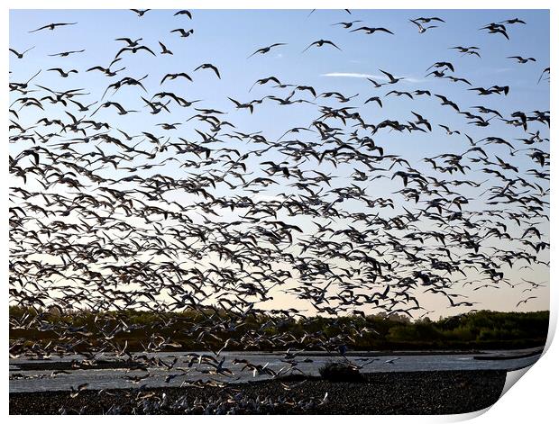 Seabirds takeoff Print by Martin Smith