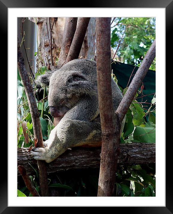 A koala bear sitting on a branch Framed Mounted Print by Martin Smith