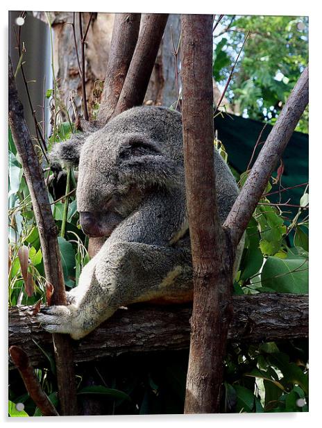 A koala bear sitting on a branch Acrylic by Martin Smith