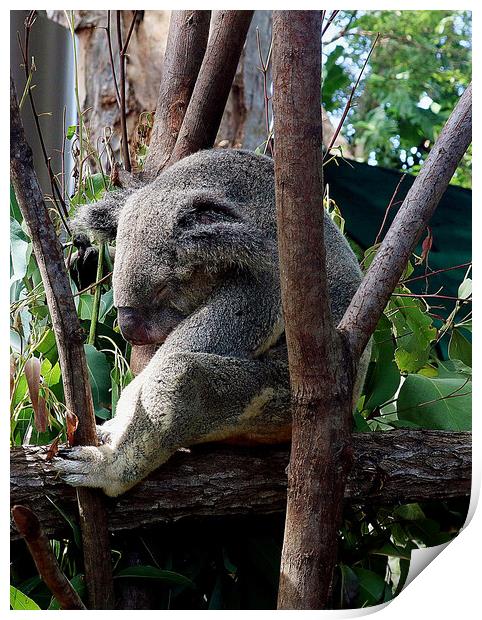 A koala bear sitting on a branch Print by Martin Smith