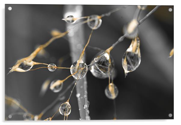 Plant, Wavy Hair grass, Seed heads, raindrops Acrylic by Hugh McKean