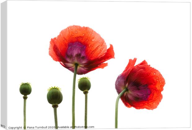 Dancing Poppies! Canvas Print by Fiona Turnbull