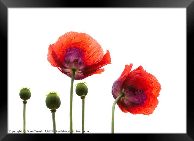 Dancing Poppies! Framed Print by Fiona Turnbull