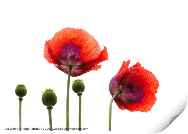 Dancing Poppies! Print by Fiona Turnbull