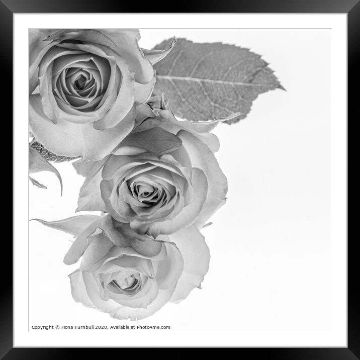 Triple Rose Delight! Framed Mounted Print by Fiona Turnbull
