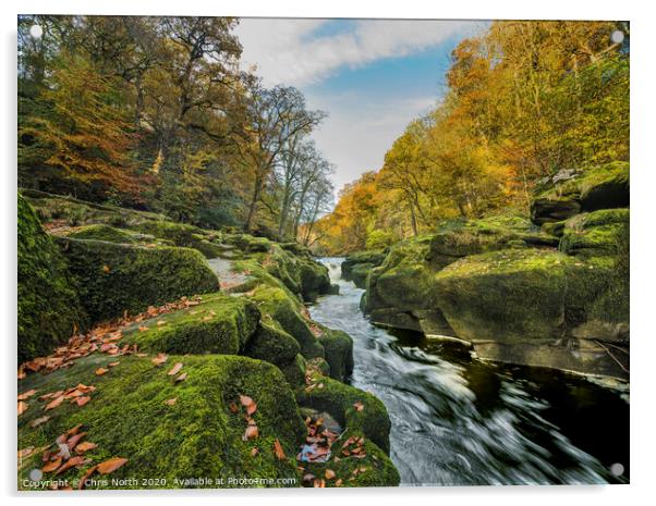 The Strid in autumn, Bolton Abbey estate. Acrylic by Chris North