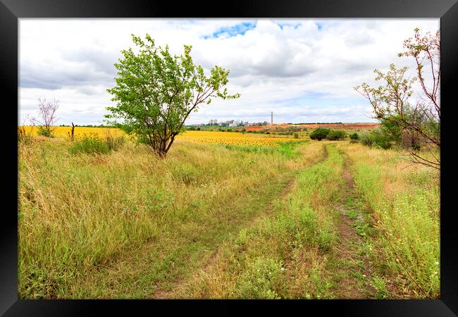 Rural landscape of empty road near sunflower field at summer day. Framed Print by Sergii Petruk