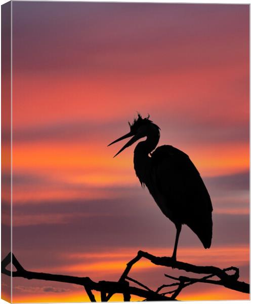 Grey Heron at Sunset Canvas Print by Tommy Dickson