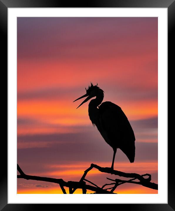 Grey Heron at Sunset Framed Mounted Print by Tommy Dickson
