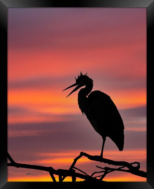 Grey Heron at Sunset Framed Print by Tommy Dickson