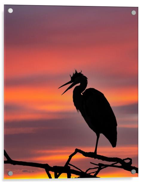 Grey Heron at Sunset Acrylic by Tommy Dickson