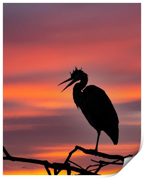 Grey Heron at Sunset Print by Tommy Dickson