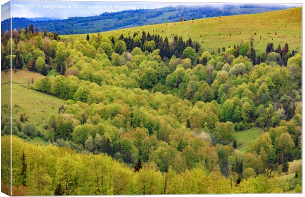 Overgrown with young deciduous trees, the hills of the Carpathian Mountains, flowering spring Carpathians from a height. Canvas Print by Sergii Petruk