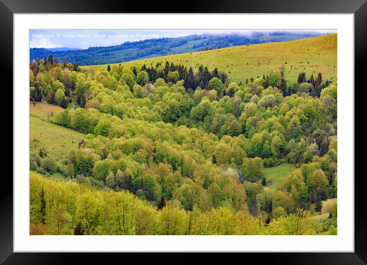 Overgrown with young deciduous trees, the hills of the Carpathian Mountains, flowering spring Carpathians from a height. Framed Mounted Print by Sergii Petruk