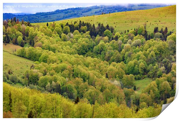 Overgrown with young deciduous trees, the hills of the Carpathian Mountains, flowering spring Carpathians from a height. Print by Sergii Petruk