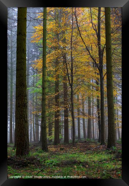 Misty Autumn Woodland No. 4 Framed Print by David Tinsley