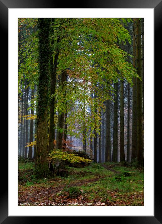 Misty Autumn Woodland No.3 Framed Mounted Print by David Tinsley